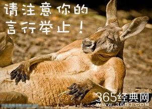 娱乐吃瓜酱动物,揭秘动物界的趣味八卦