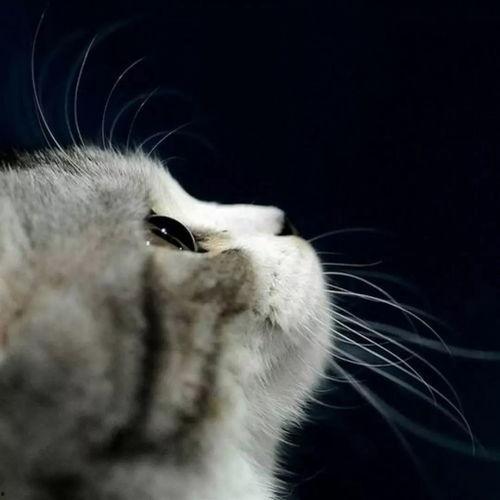 娱乐吃瓜酱猫妈,揭秘娱乐圈背后的温馨故事