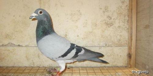 娱乐吃瓜君鸽子,揭秘娱乐圈背后的那些事儿