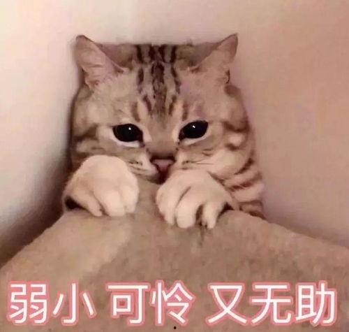 娱乐吃瓜君猫神,揭秘猫神背后的神秘故事