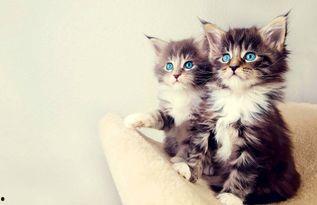 娱乐吃瓜酱猫,揭秘娱乐圈那些不为人知的幕后故事