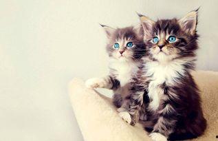 娱乐吃瓜酱大猫咪,揭秘娱乐圈背后的喵星人故事