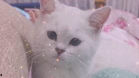 娱乐吃瓜酱可爱小鱼,可爱小鱼带你畅游娱乐圈