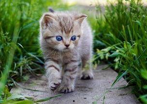 娱乐吃瓜酱牛奶猫