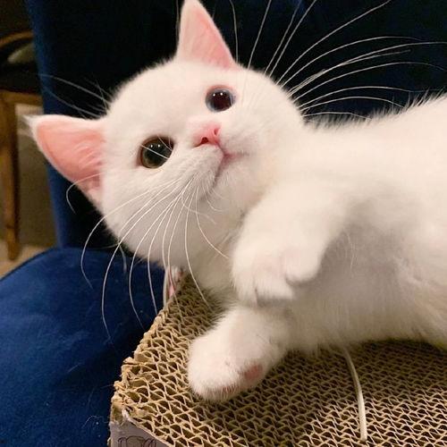 娱乐吃瓜酱牛奶猫