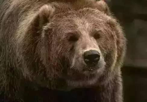 娱乐吃瓜酱熊,揭秘娱乐圈那些不为人知的幕后故事